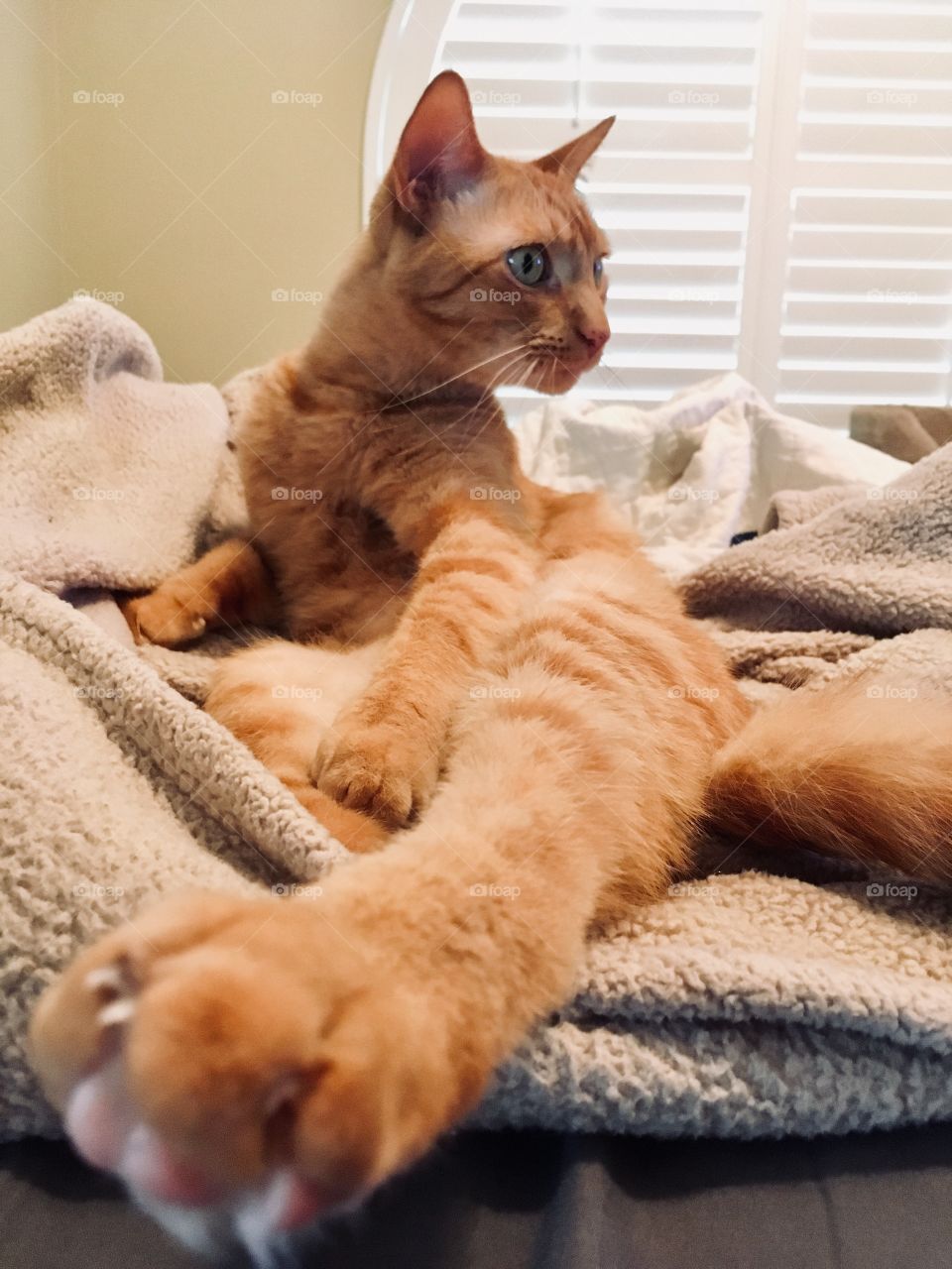 Kitty pointing her paw 🐾