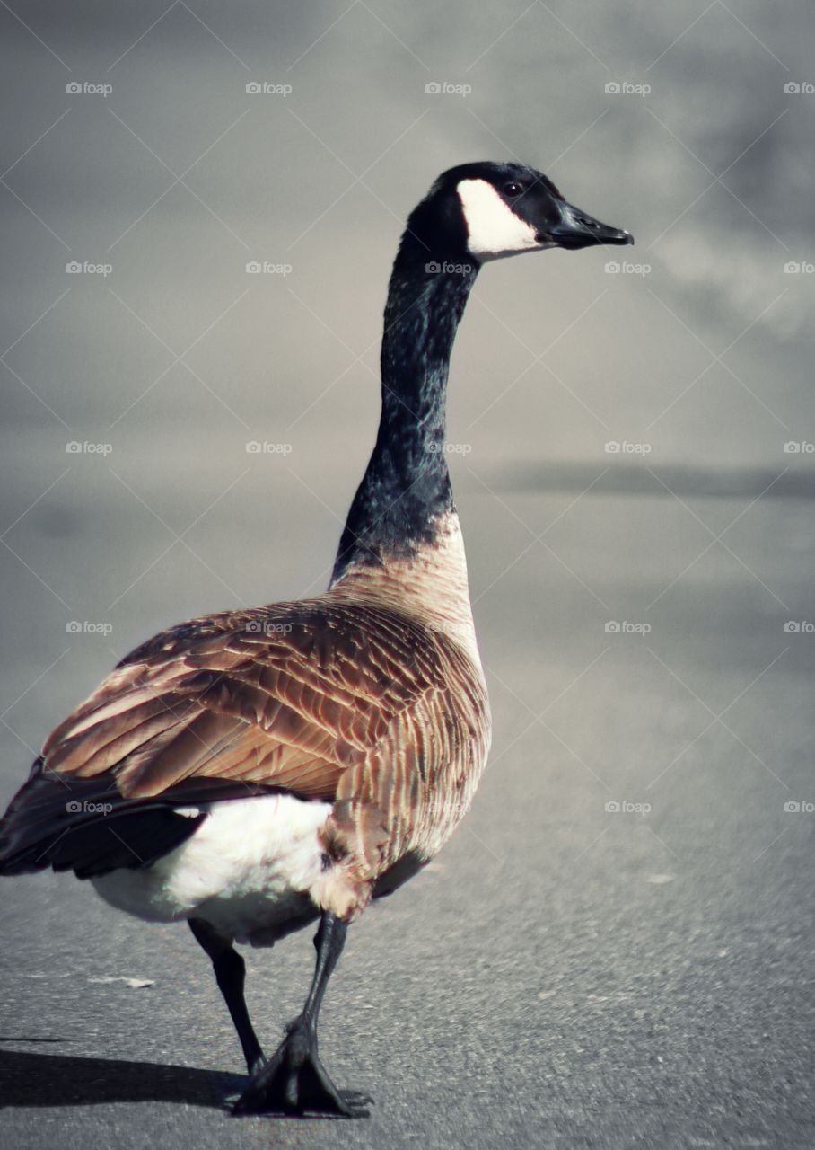 Goose meandering on walking path. Chambers Bay, Puget Sound