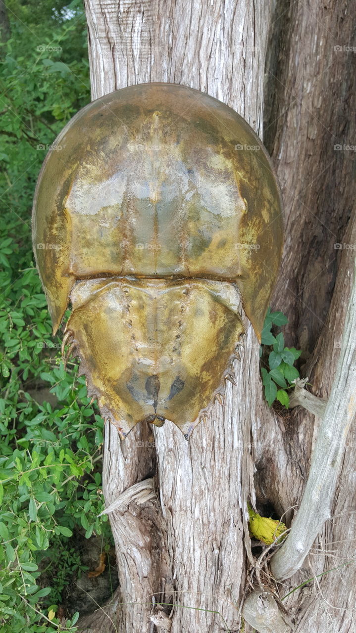 Mask of the Chesapeke