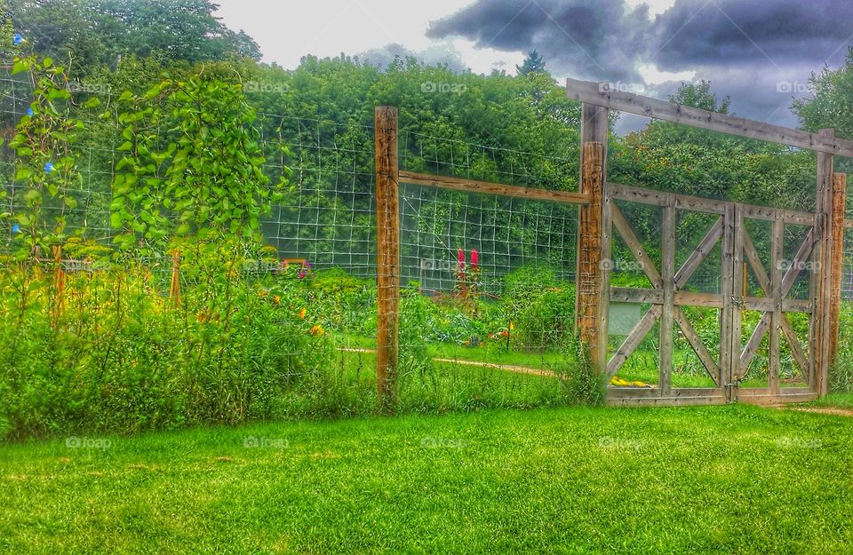 Summer Garden. Community Garden