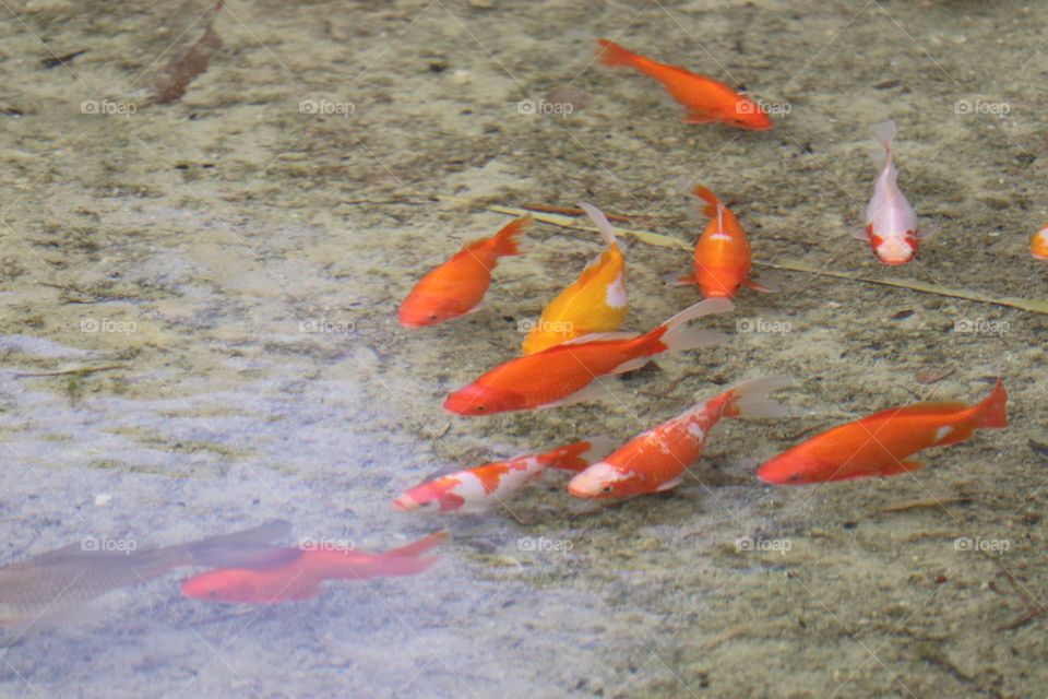 Goldfish in the river Tara in the city of Valencia