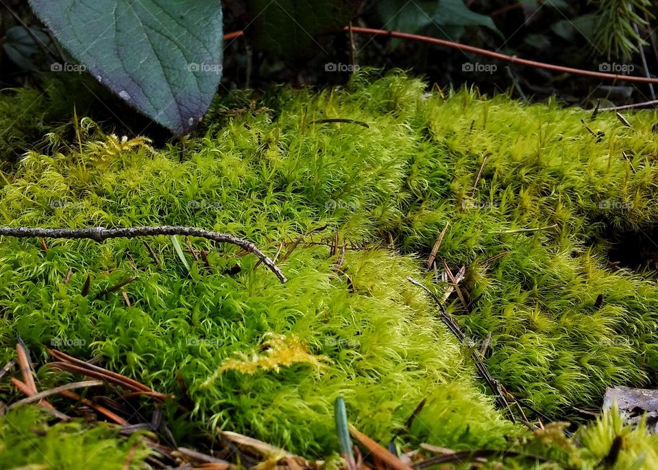 A thick carpet of moss in the forest.