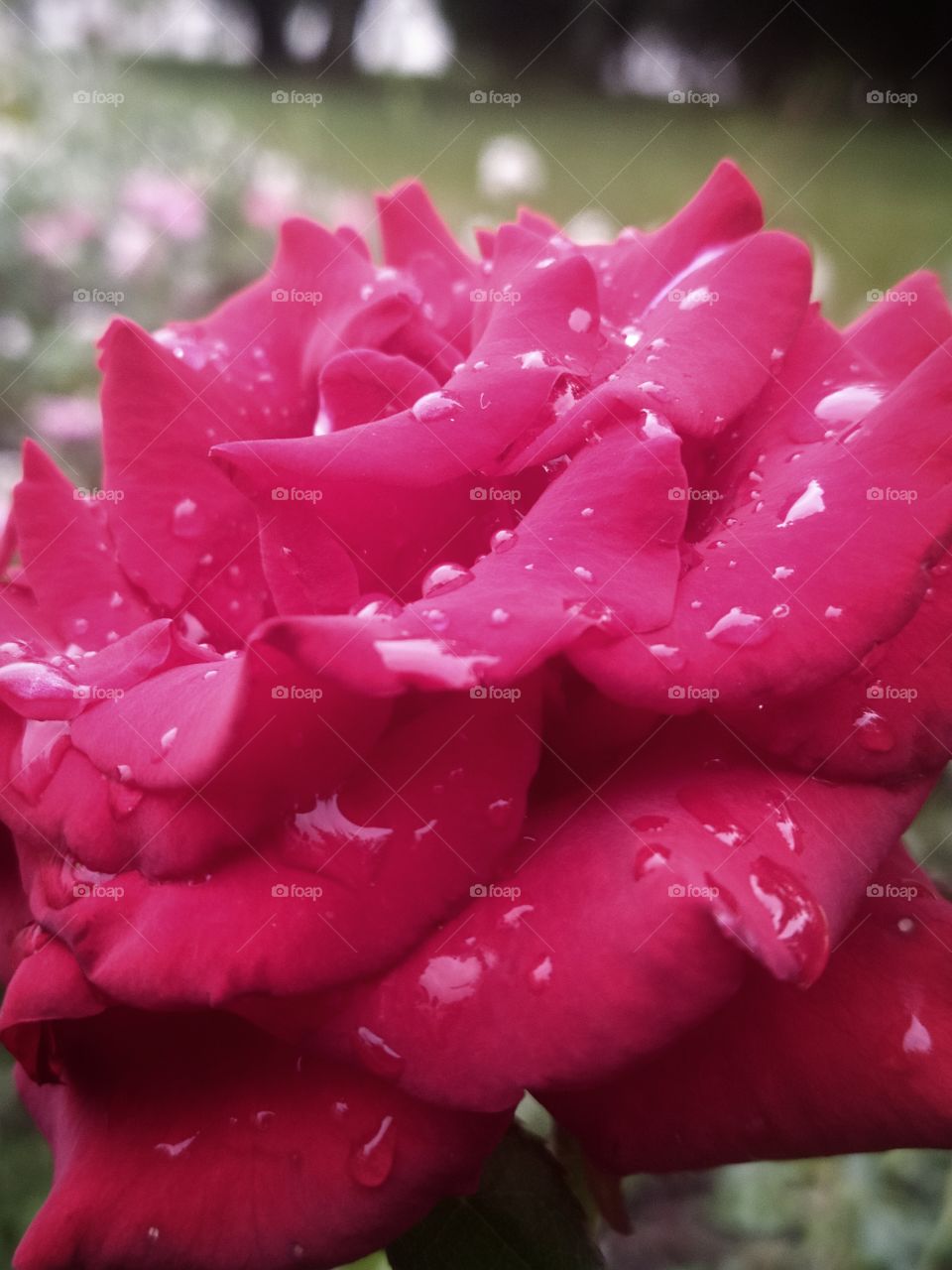 Red rose after the rain.  There are many drops of water on a rose petal