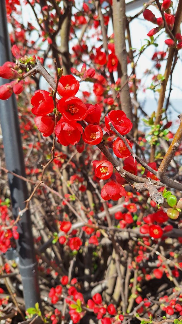Flores rojas, inicio de primavera en Alta Austria 2024