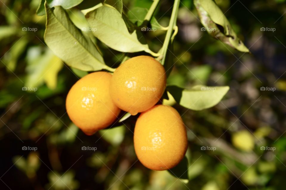 Orange kumquat tree 