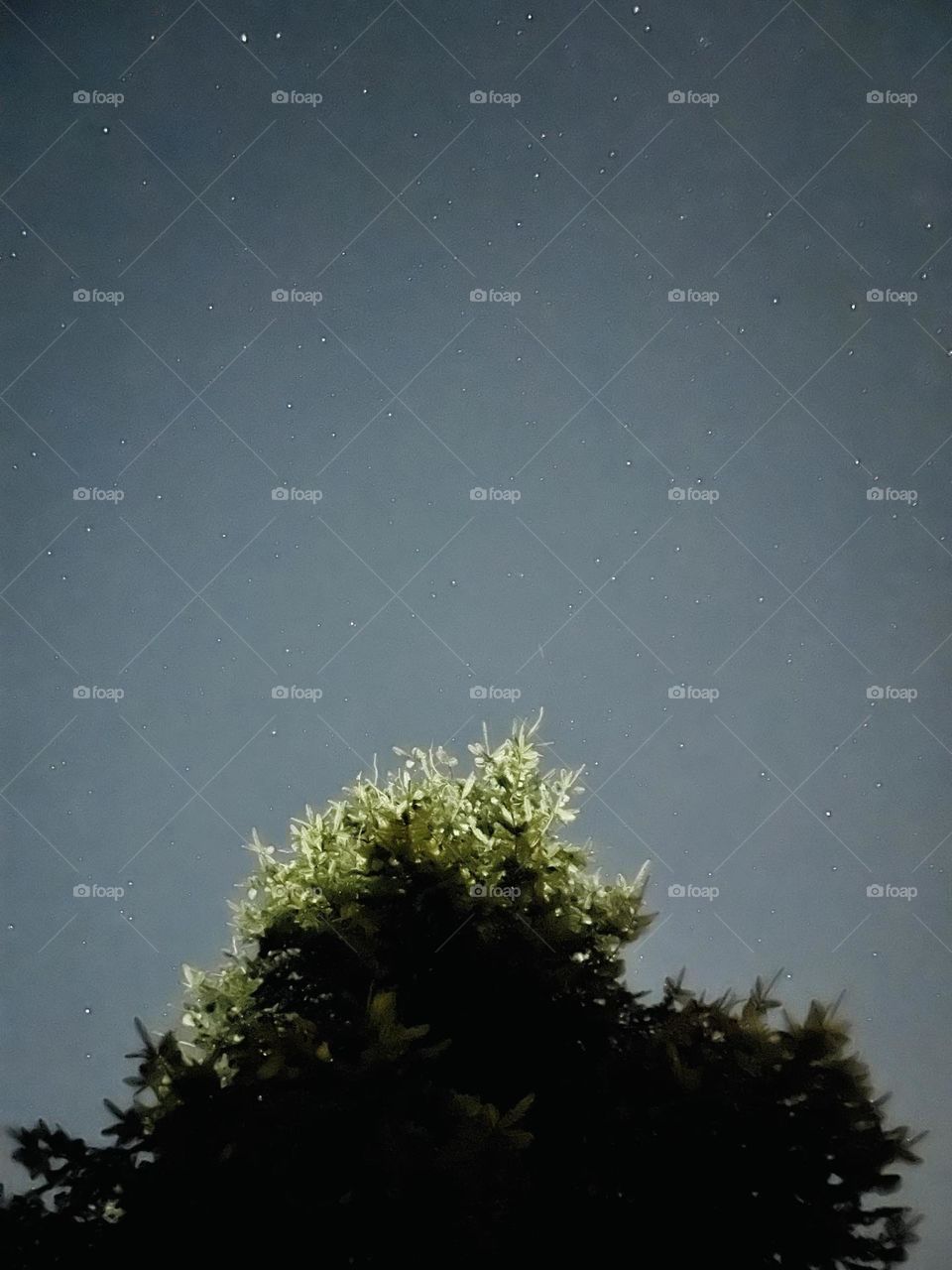 Stars in the night sky