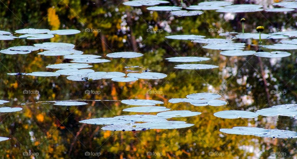 Water lilies