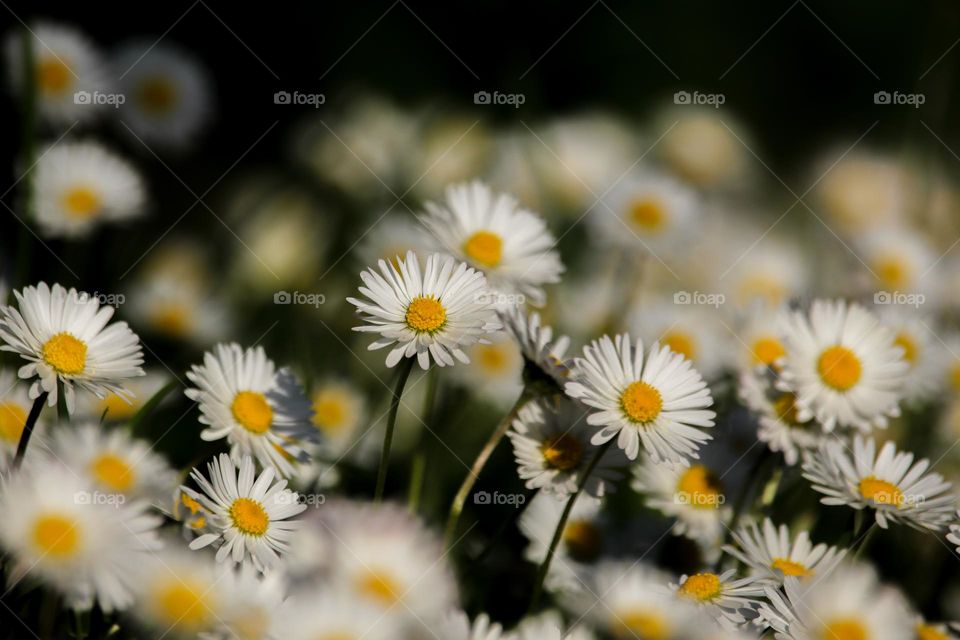 Daisy flowers in spring