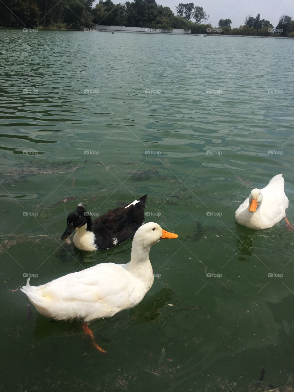 Lake duck