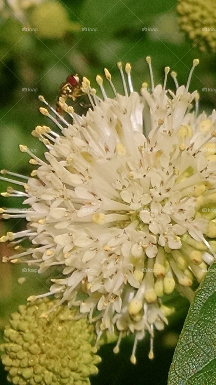 white flower with bee