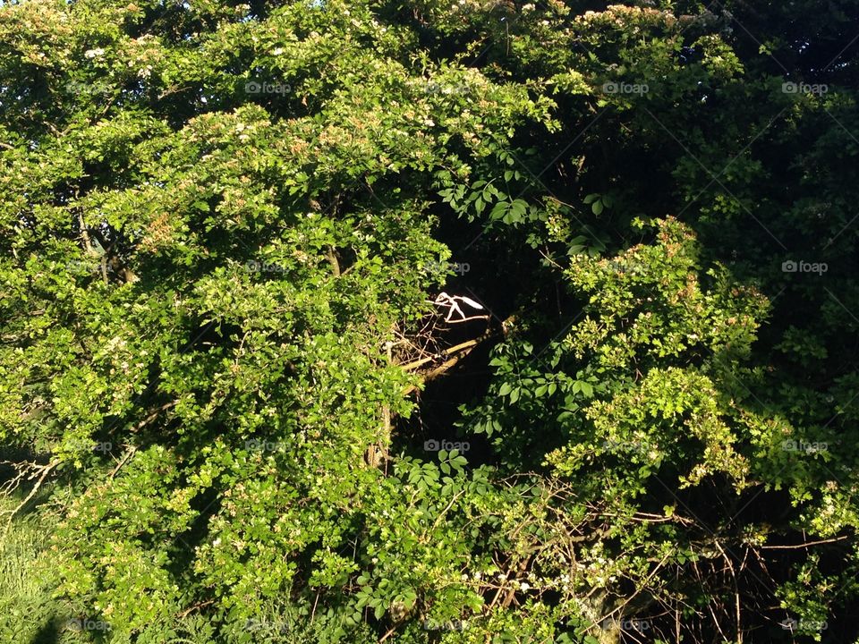 Something in the trees....