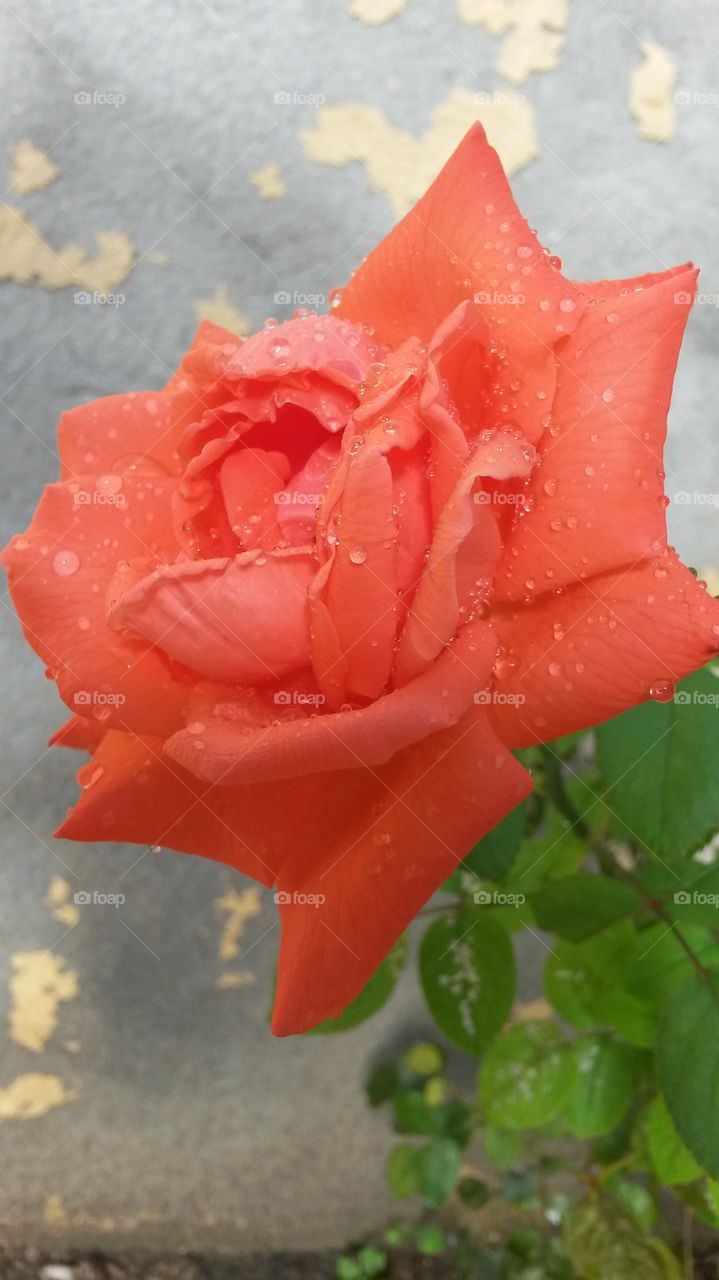 Pink rose
