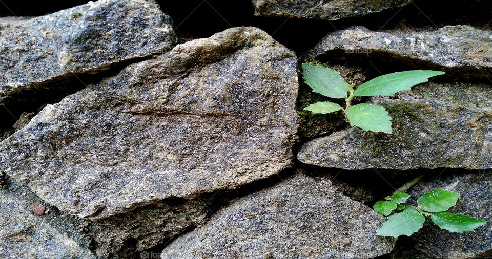 A beautifull small green life growing in between bricks