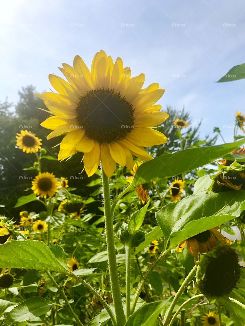Sunflower Under Sky