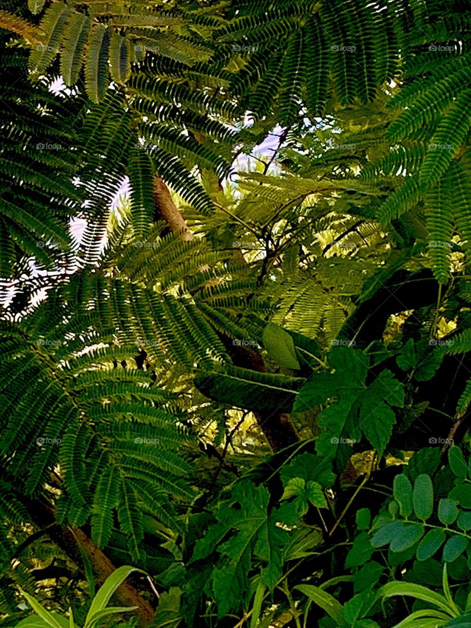 Ferns