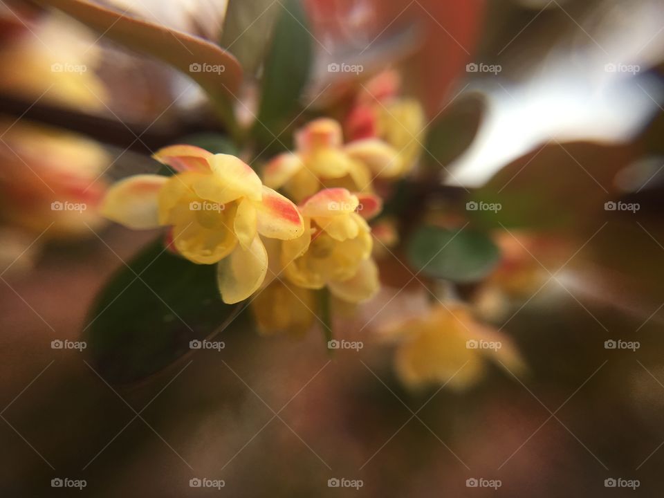 Hedge blossom