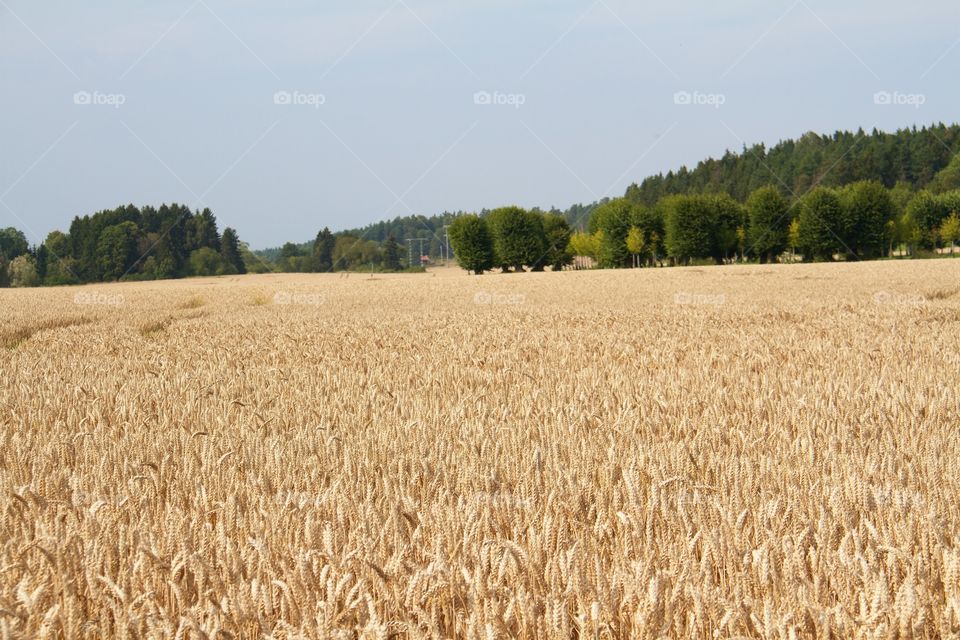 Harvesting time . Harvesting time 