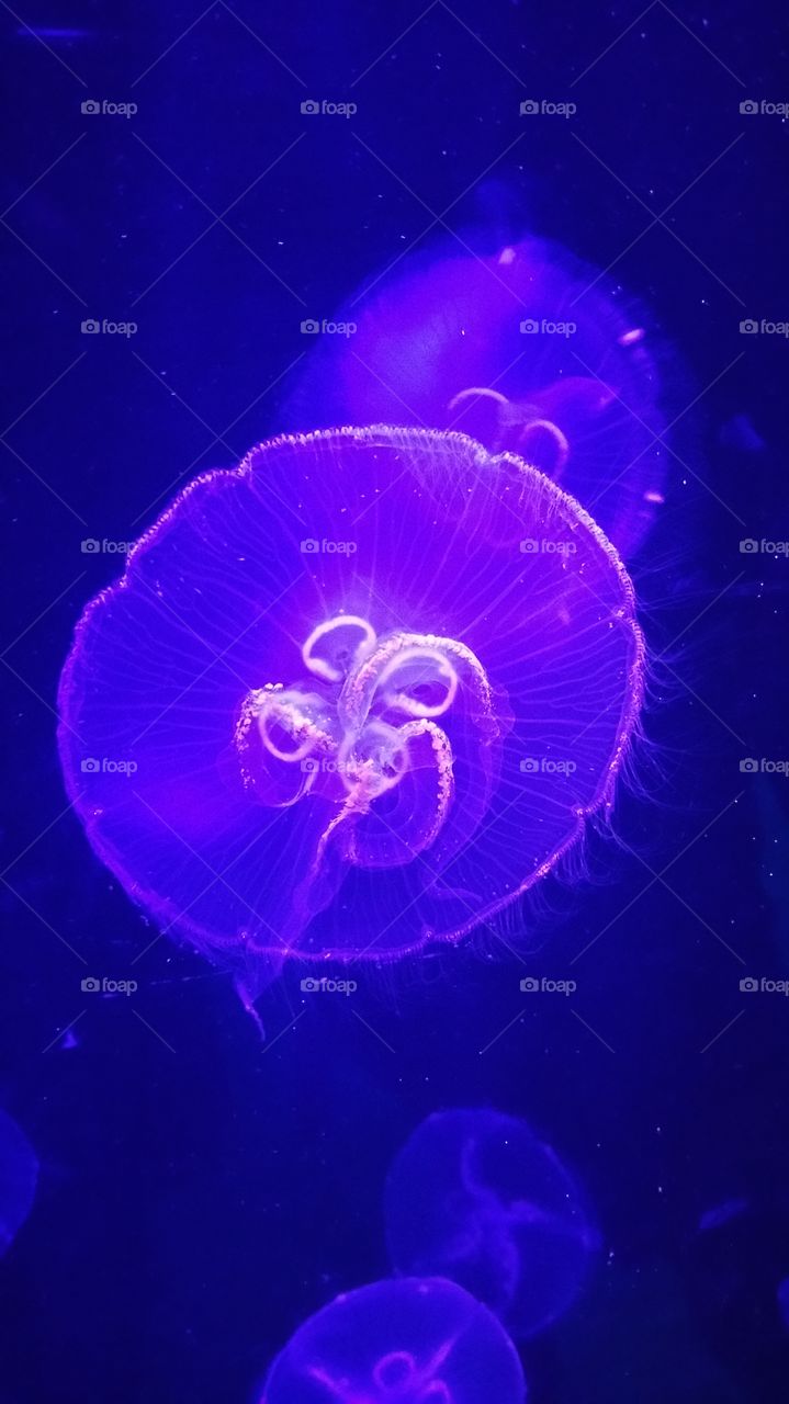 jellyfish float 2