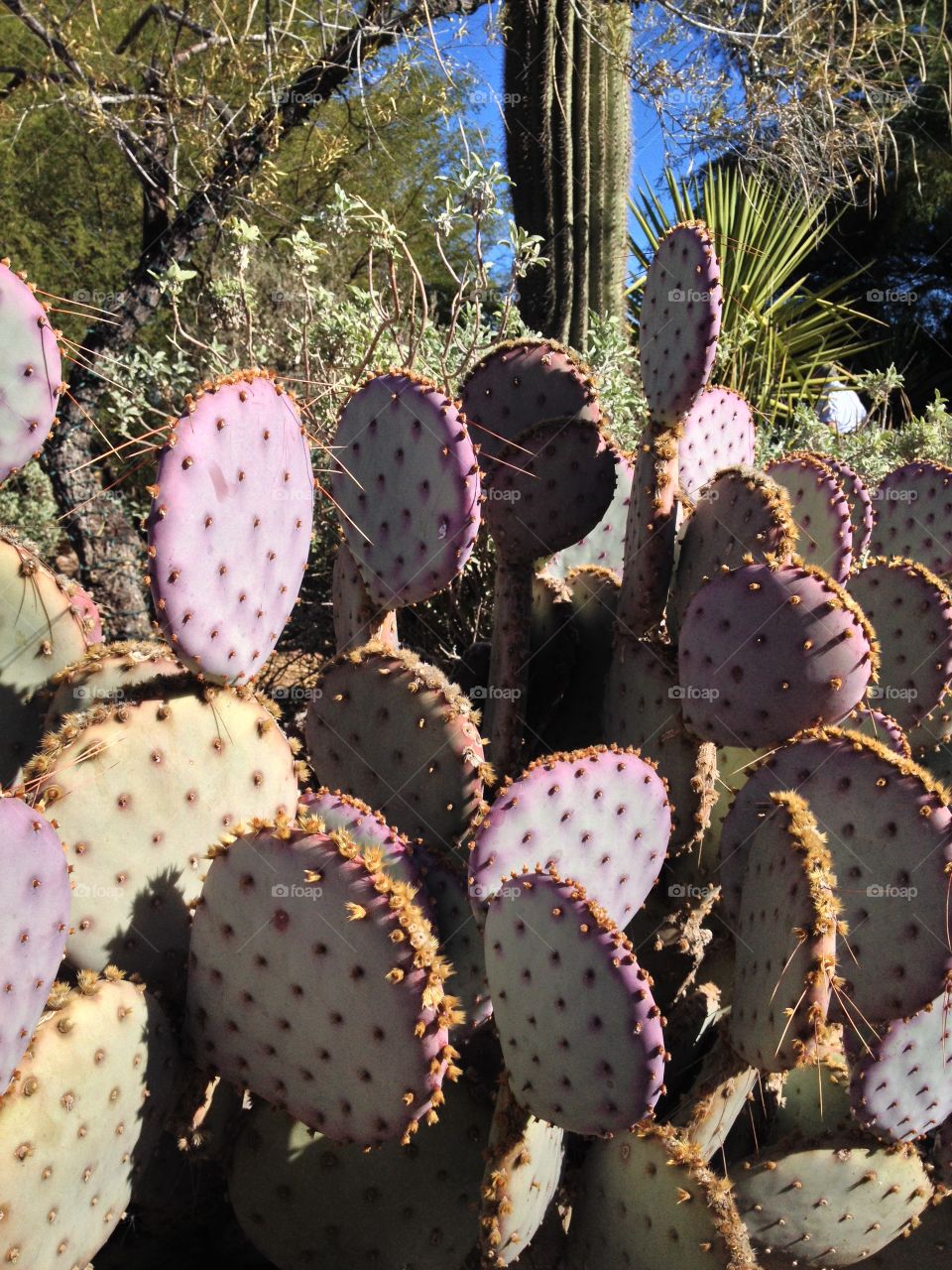 Cactus, Desert, Succulent, Spine, Nature