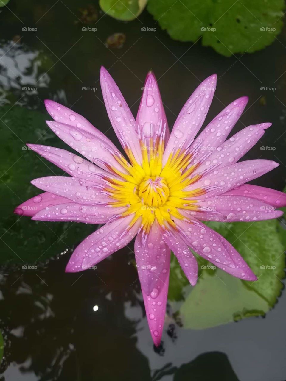 Lilly in a pond