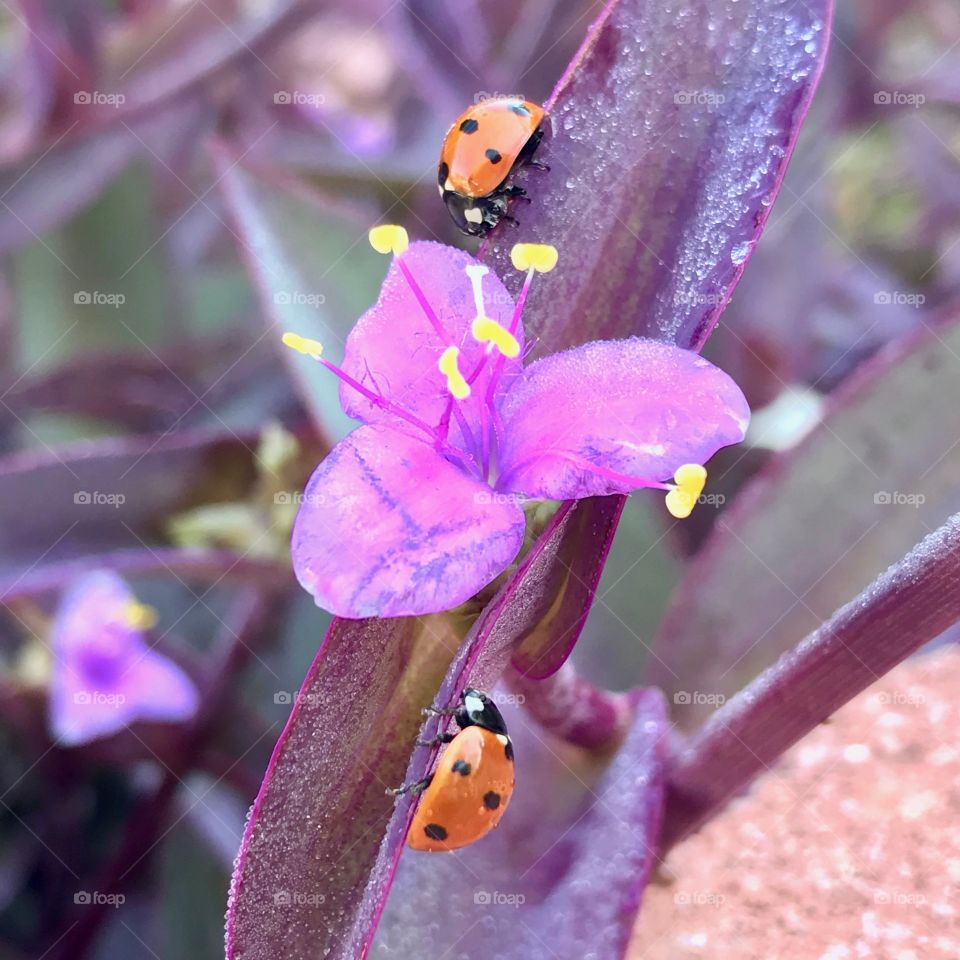Two Ladybugs on Purple Leaf