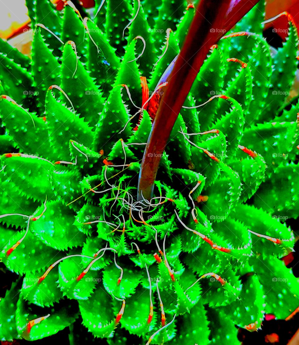 aloe aristata is an indoor plant which gives beautiful flower. besides planting it as a flower, it has lots of uses.