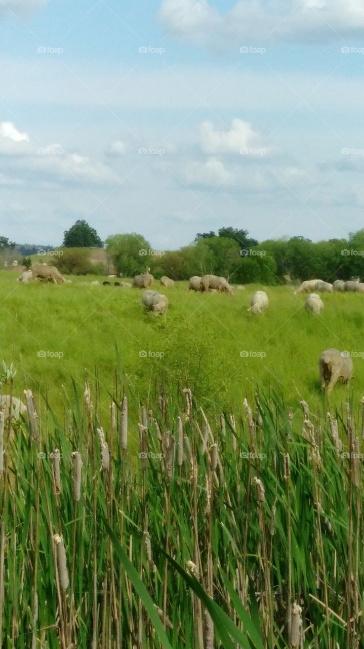 sheep grazing