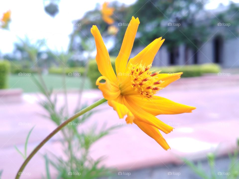 Beautiful sun flower.