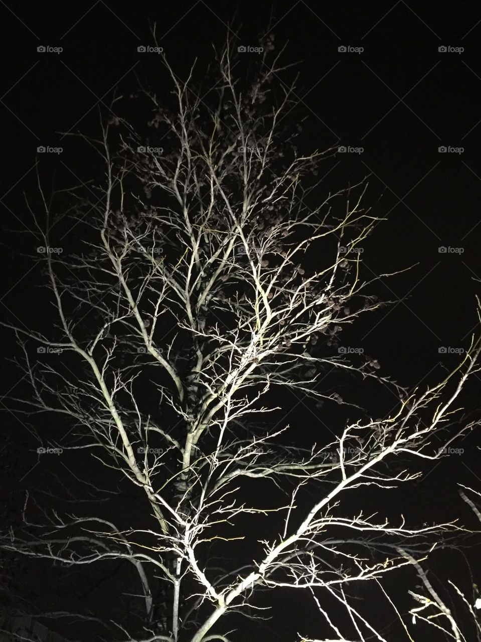 Night time shot of tree