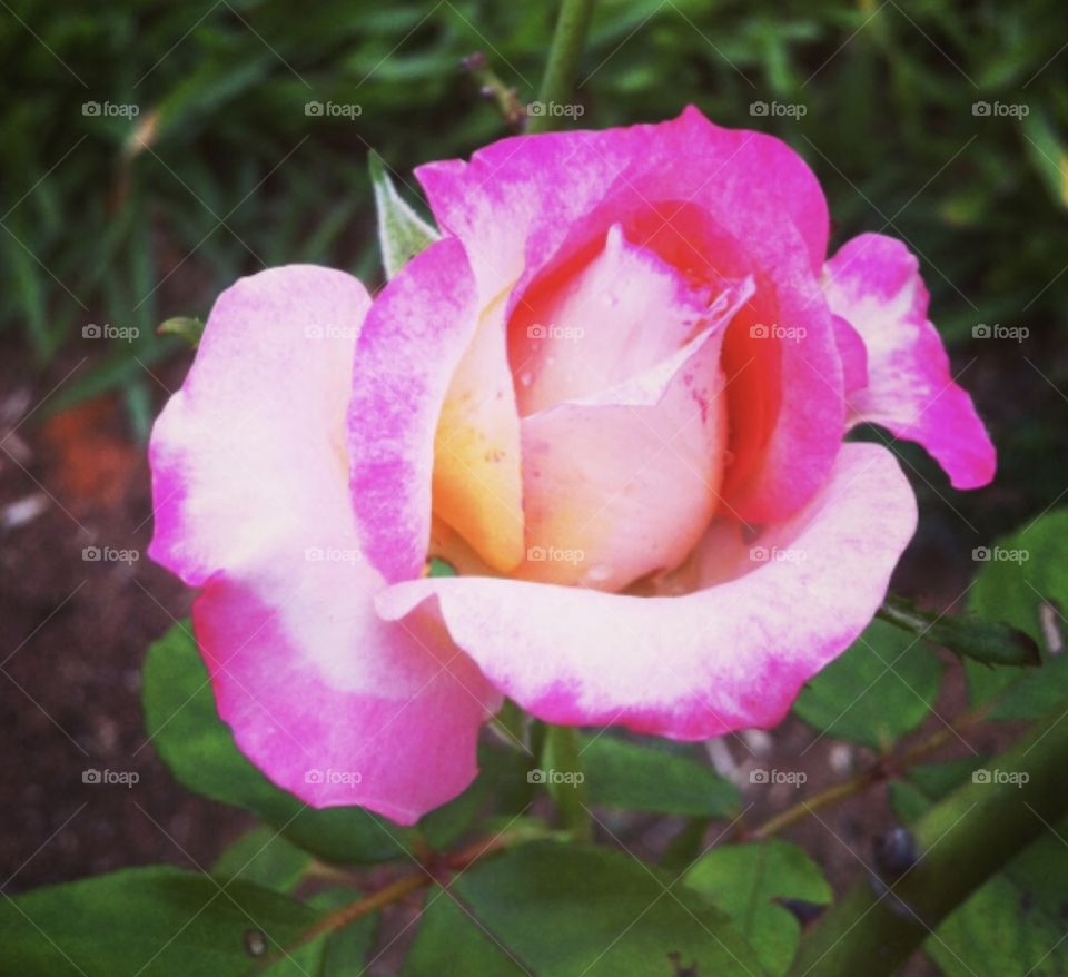 🌹 🇺🇸 Very beautiful flowers to brighten our day.  Live nature and its beauty. Did you like the delicate petals? / 🇧🇷 Flores muito bonitas para alegrar nosso dia. Viva a natureza e sua beleza. Gostaram das pétalas delicadas? 