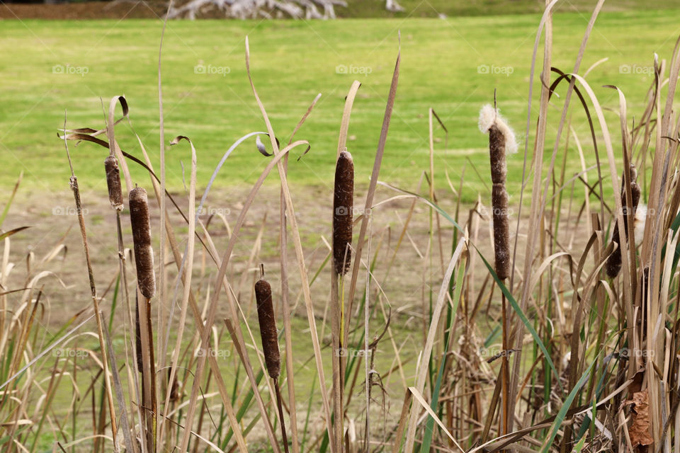 Cattail plants at Craig Regional Park. Fullerton, California 