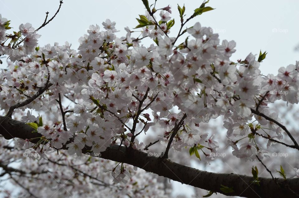 Cherry Blossoms-Japan 