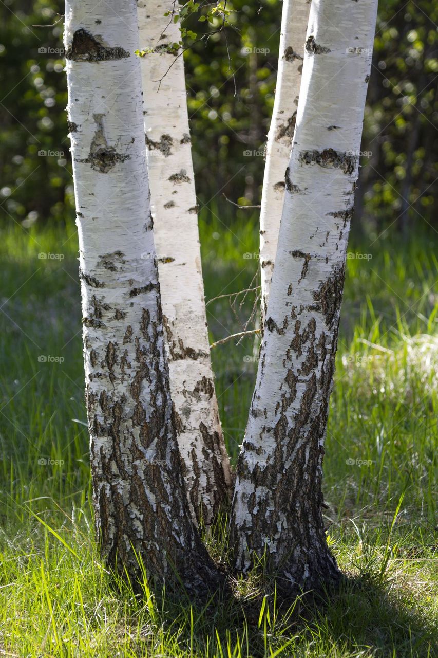 Birches