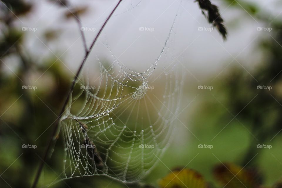 Web