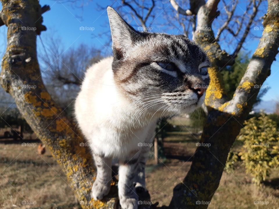 my cat on a tree in the garden