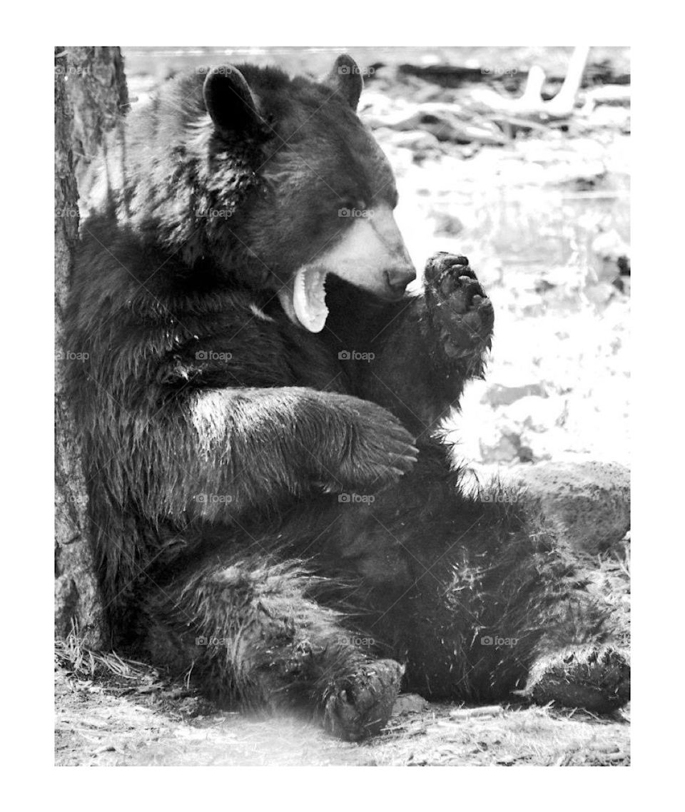 Big Bear yawn. Is it nap time yet?