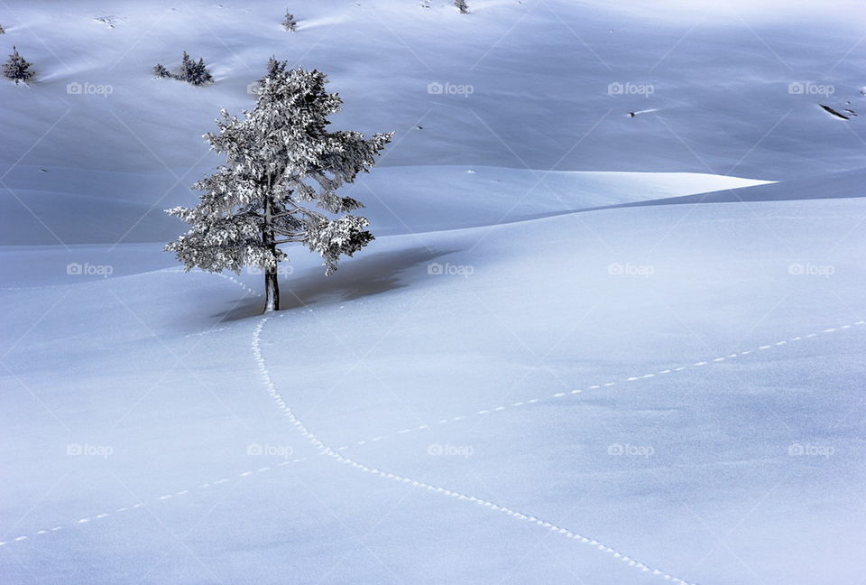 View of tree on snow covered field