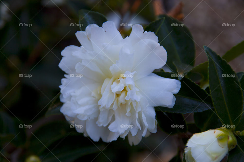 THE WHITE ROSE AT NAPPA VALLEY CALIFORNIA USA