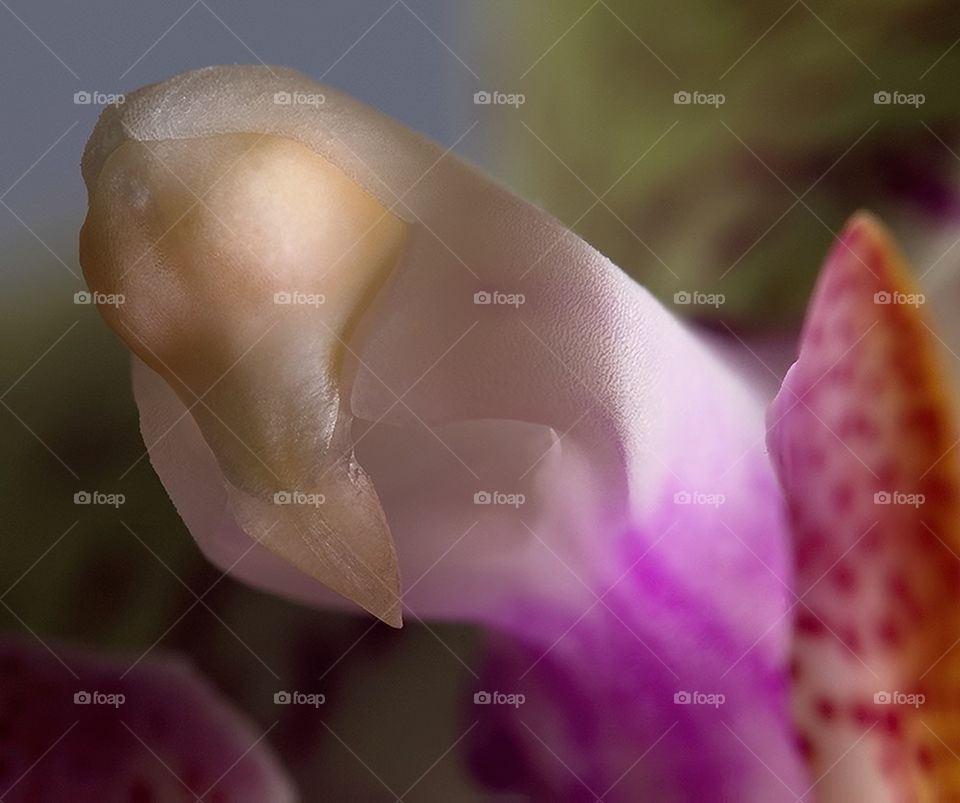 Orchid close up