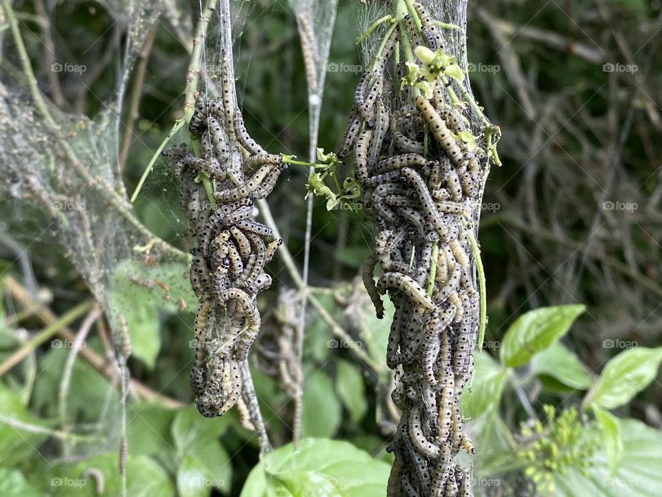 Caterpillars in a tree