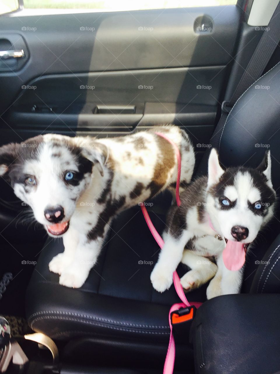 Car ride with the pups🐶. Australian Shepard border collie mix and husky