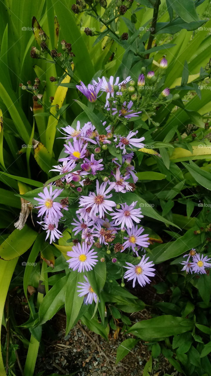 Aster pyrenaeus Desf.