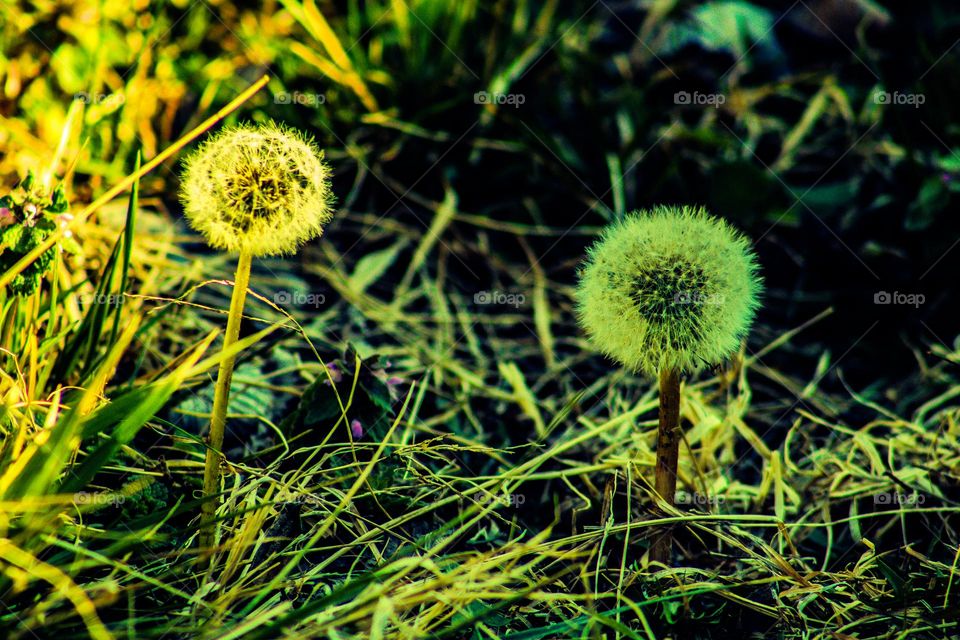 dandelions in a field of dying grass