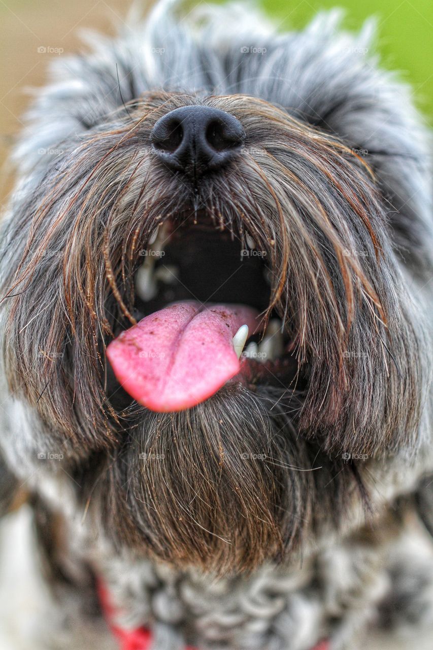 A close of a hairy dog with his tongue hanging out.