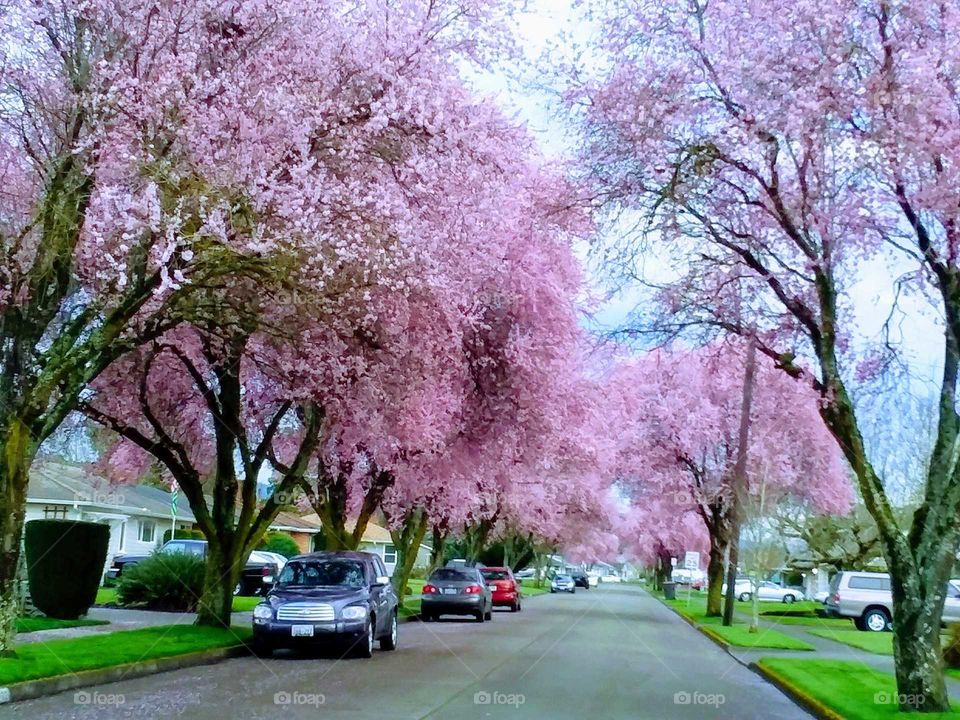 Cherry trees in full bloom