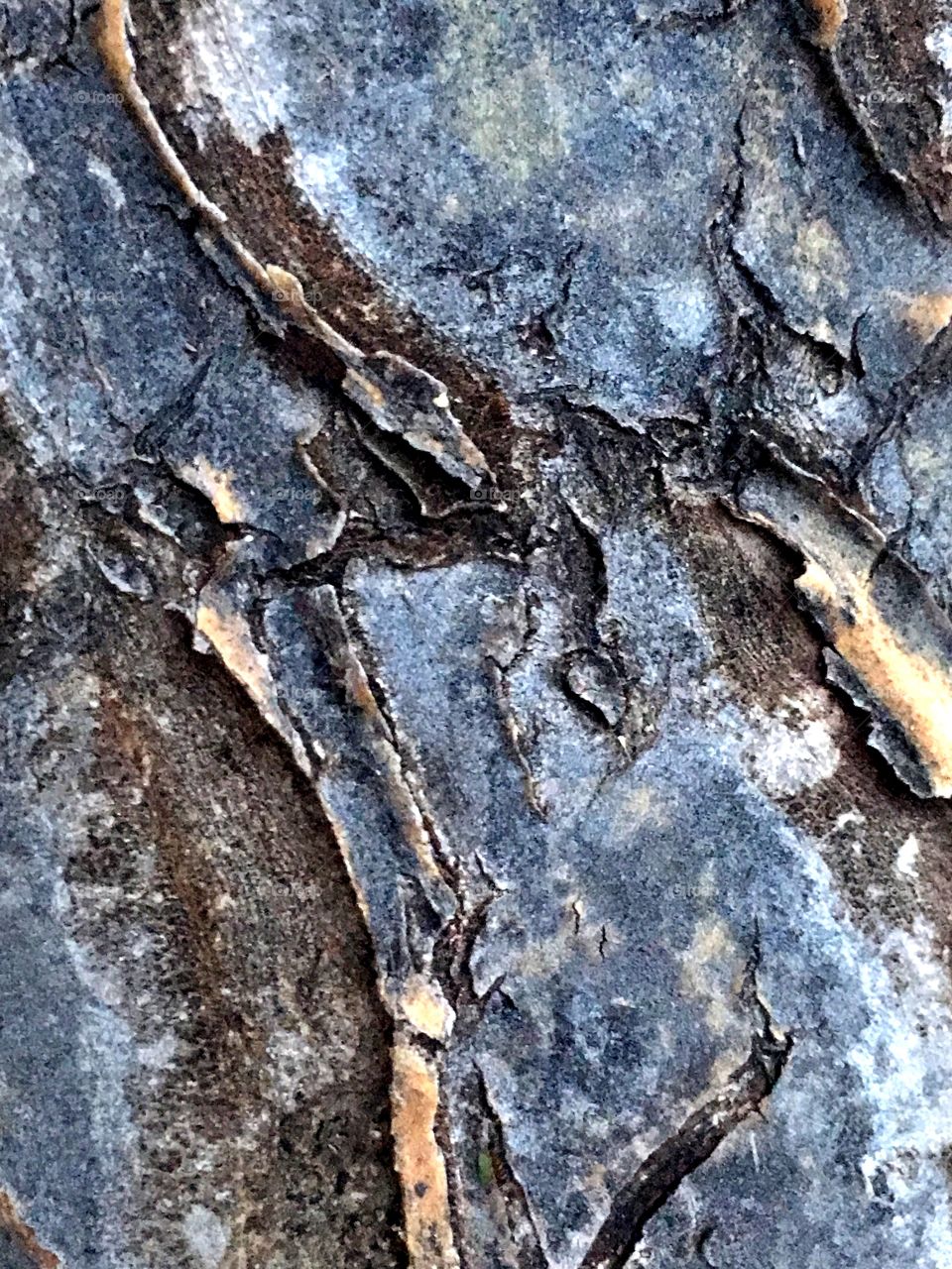 Bark of aloe plant