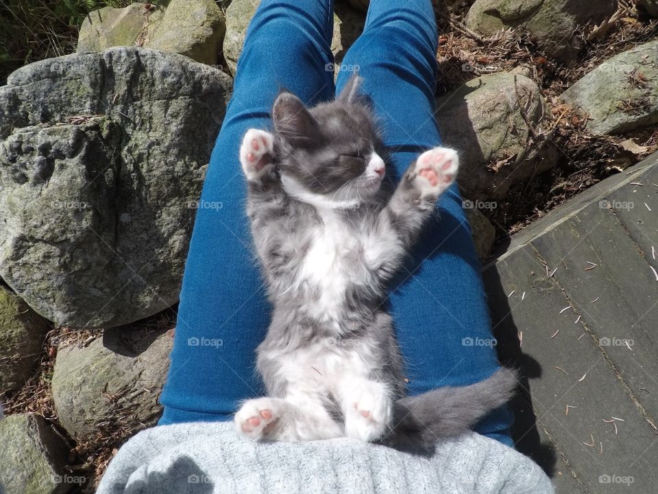 Fluffy cat sleeping