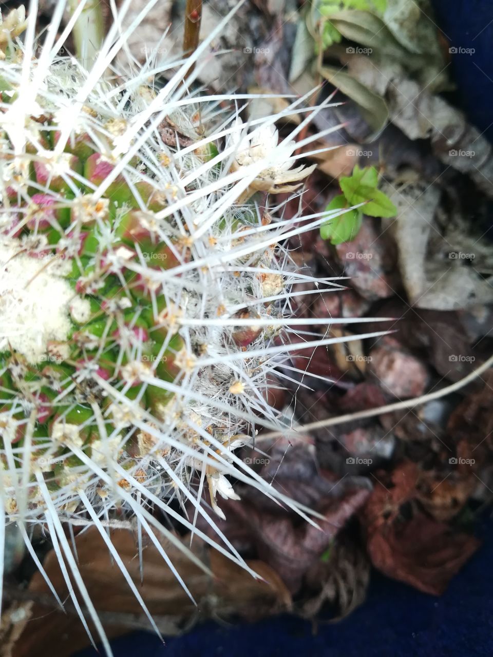 A cactus in my garden.