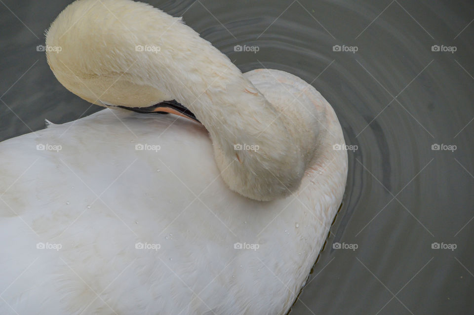 Swan Washing Itself