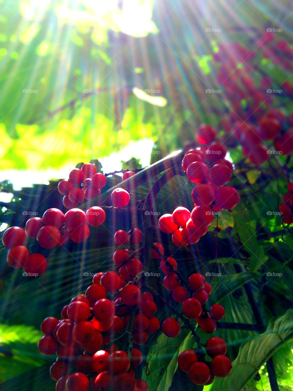 Red fruits beautify the environment.  When the sun shines on them, strange patterns form.